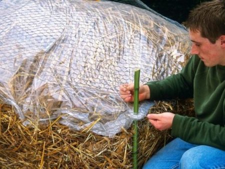 겨울 동안 포도를 덮다