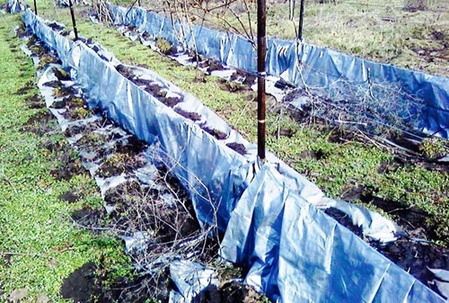 포도를 필름으로 덮다