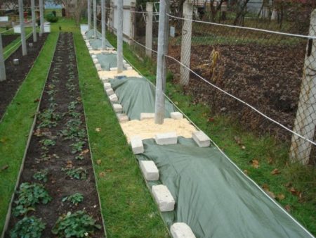 겨울 동안 포도를 덮다