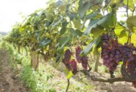 봄에 포도 심기