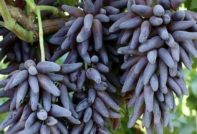 마녀의 손가락 포도