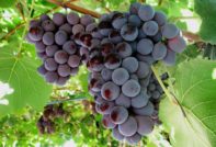 카디널 포도 품종