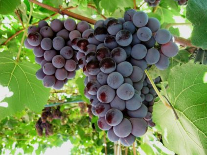 카디널 포도 품종