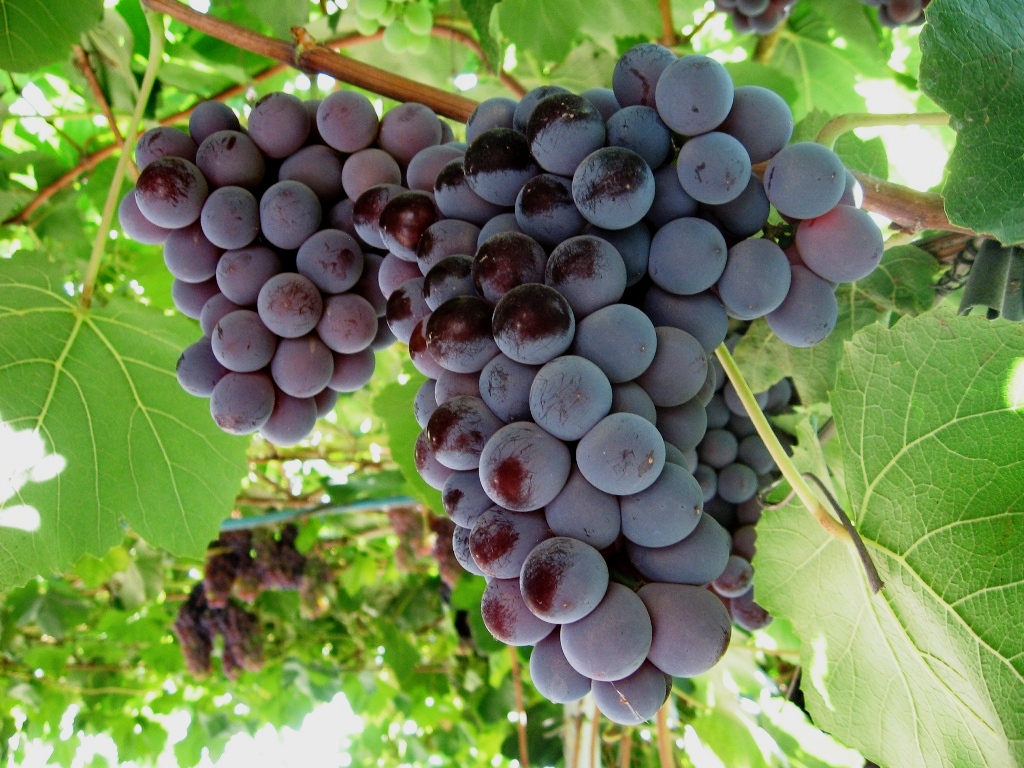 카디널 포도 품종