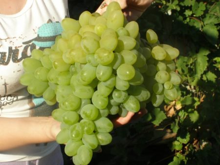 큰 포도