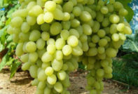 오랫동안 기다려온 포도