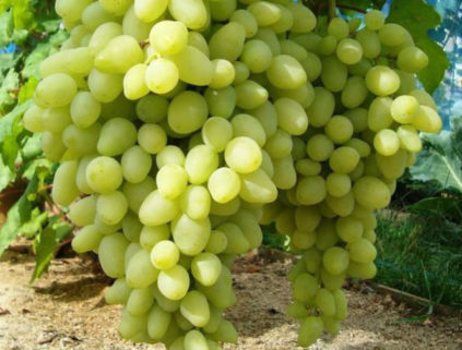 오랫동안 기다려온 포도