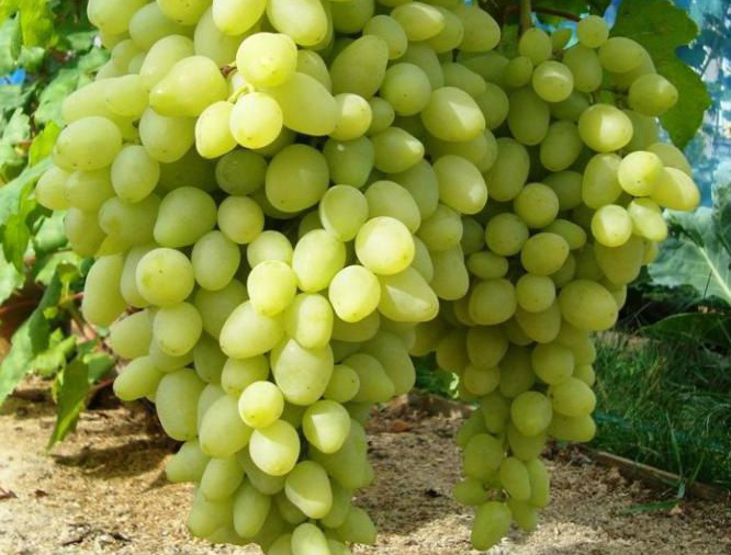 오랫동안 기다려온 포도