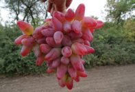 두보프스키 핑크 포도