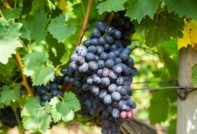 푸로르 포도 품종