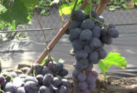 푸르셰트니 포도