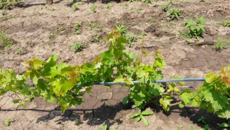 푸르셰트니 포도 재배 기술