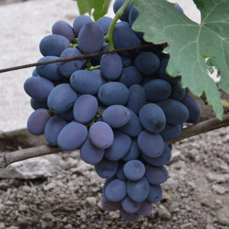 푸르셰트니 포도