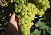 갈베나 누 포도