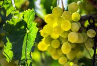 해럴드 그레이프스