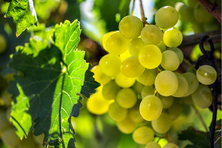 해럴드 그레이프스