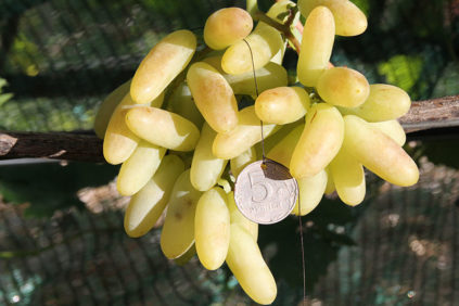 골드 핑거 포도