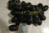 하지 무라트 포도