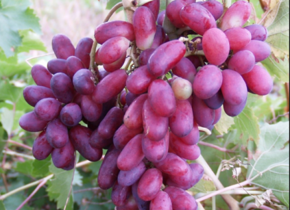 건포도 포도