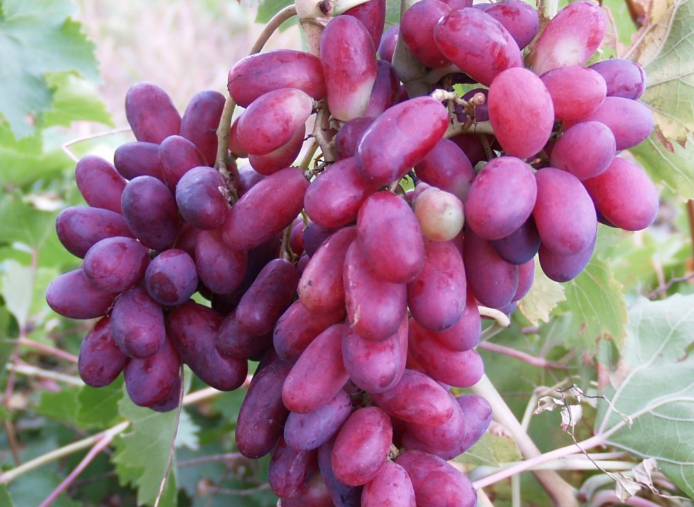 건포도 포도