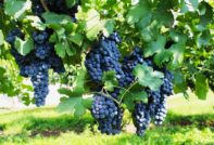 피노 누아 포도