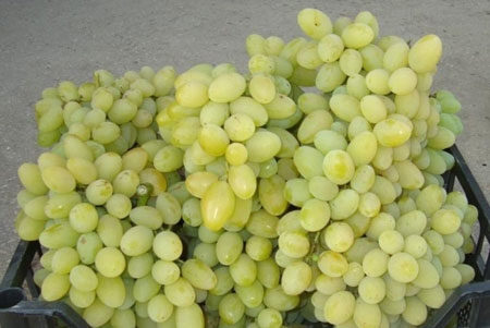 플레벤 무스카트