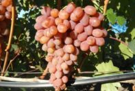 룸바 포도 품종