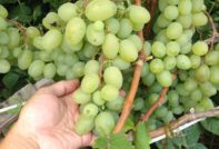 갈라하드 포도