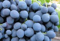 스트라세니 포도