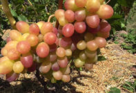 타손 포도 품종