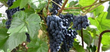 시베리아에서 포도를 재배하는 방법