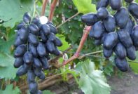 그레이트 그레이프스