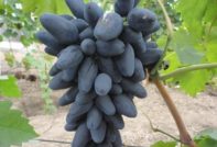 바이킹 포도 품종