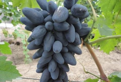 바이킹 포도 품종