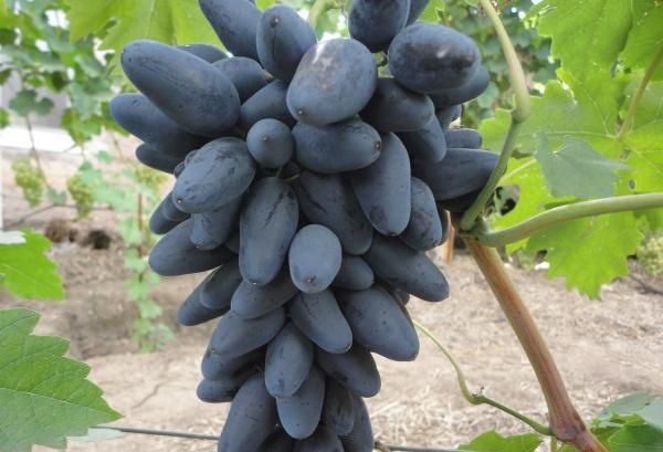 바이킹 포도 품종