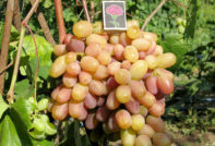 빅터 비노그라드