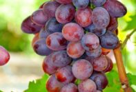 빅토리아 포도