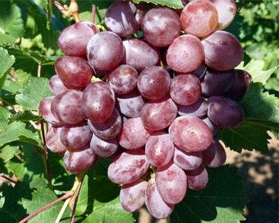 빅토리아 포도 품종