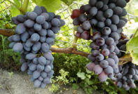 주피터 포도 품종