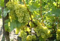 비노그라드_알렉사