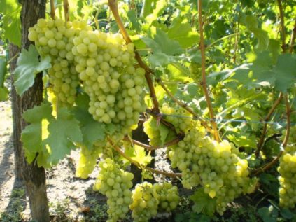 비노그라드_알렉사