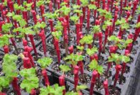 비노그라드_사겐치