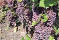 자포리자 키슈미시 포도