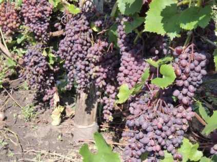 자포리자 키슈미시 포도