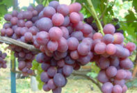 포도 자리야 네스베타야