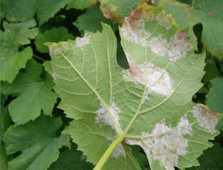 흰가루병에 대한 황산철