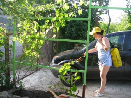 포도원에 황산철 처리