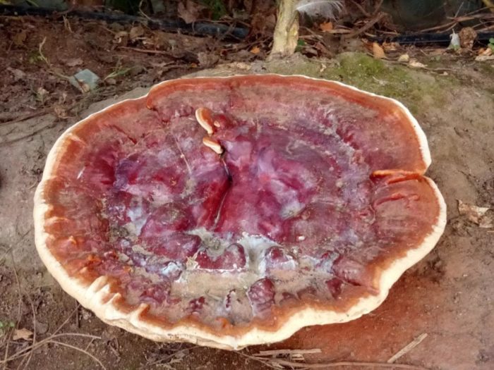 바니시 처리된 틴더 곰팡이