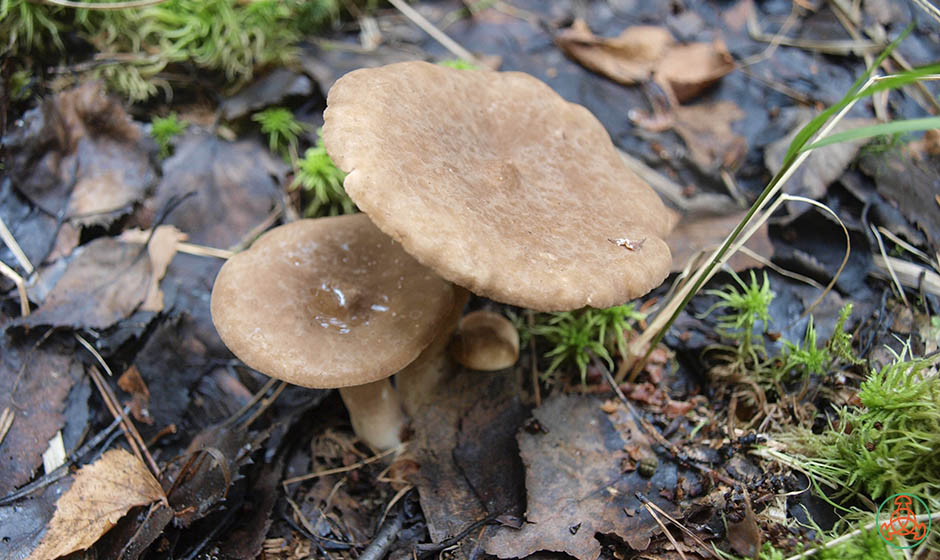 락타리우스 풀부스