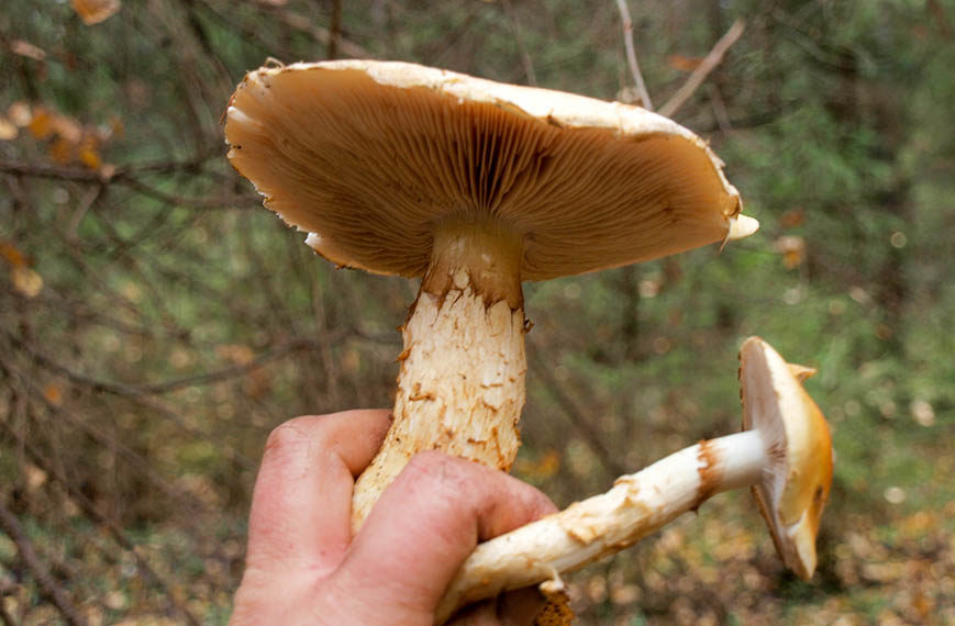 코르티나리아 트리피판스